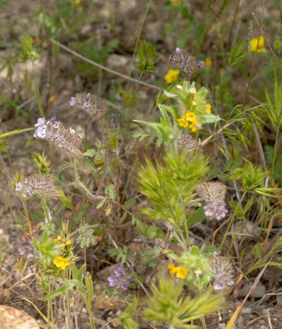 Phacelia cryptantha, photographed by Jesse Rorabaugh