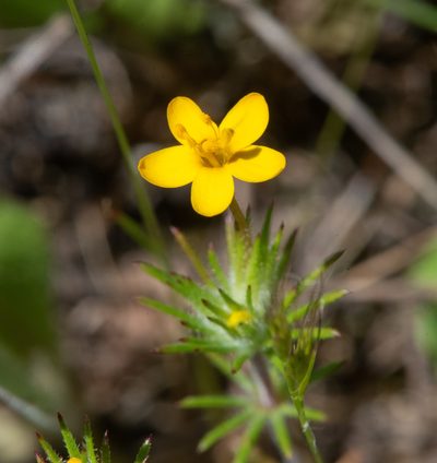 Leptosiphon acicularis, photographed by Don Loarie