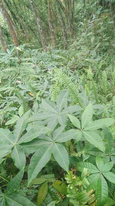 Pachira glabra, photographed by Cheng-Te Hsu