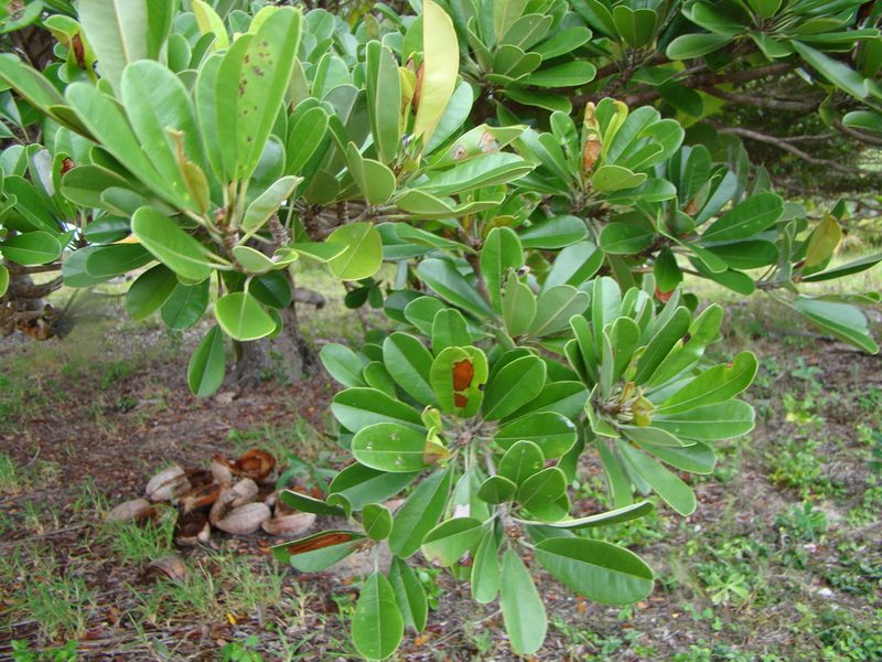 Abebaia dissecta, photographed by Lisa Bennett