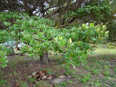Abebaia dissecta, photographed by Lisa Bennett