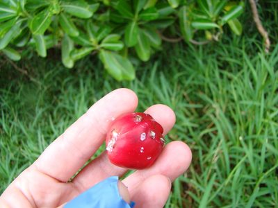 Ochrosia elliptica, photographed by Lisa Bennett