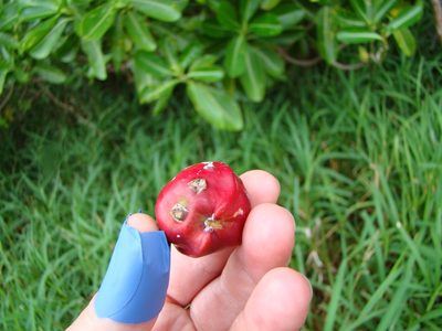 Ochrosia elliptica, photographed by Lisa Bennett