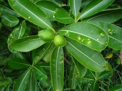 Ochrosia elliptica, photographed by Lisa Bennett