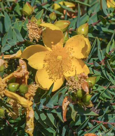 Hypericum balfourii, photographed by Morten Ross