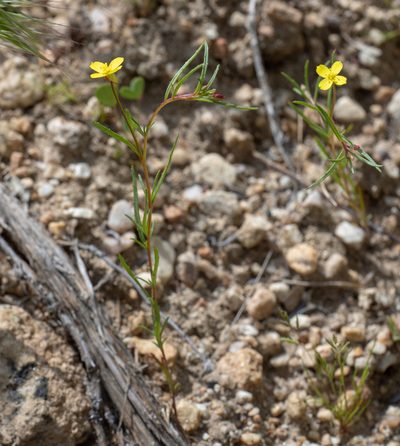 Camissonia contorta, photographed by Jesse Rorabaugh