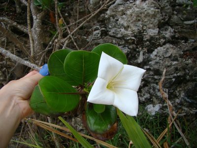 Bikkia tetrandra, photographed by Lisa Bennett