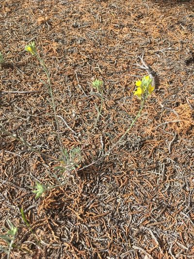 Physaria rectipes, photographed by Mike Dechter