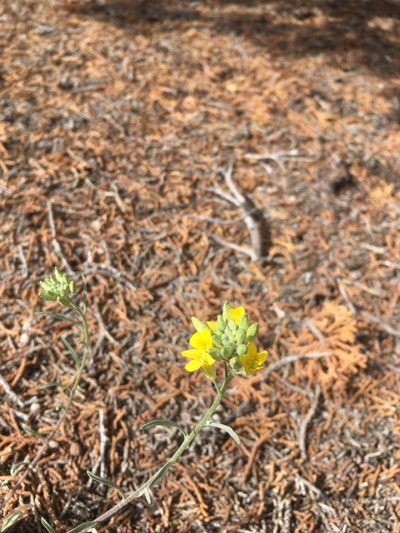 Physaria rectipes, photographed by Mike Dechter