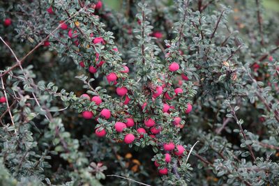 Cotoneaster microphyllus, photographed by John Barkla