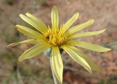Haplocarpha lyrata, photographed by Nicola van Berkel