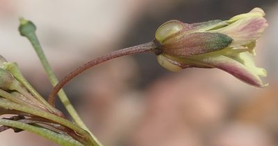 Heliophila elongata, photographed by Nicola van Berkel