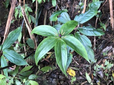 Paris polyphylla, photographed by Cheng-Tao Lin