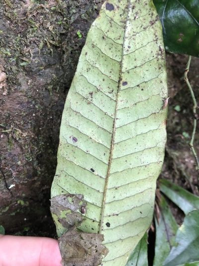 Leptochilus decurrens, photographed by Cheng-Tao Lin