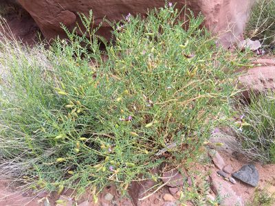 Astragalus preussii, photographed by Robbie Hannawacker