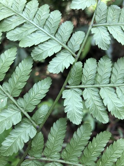 Diplazium virescens, photographed by Cheng-Tao Lin