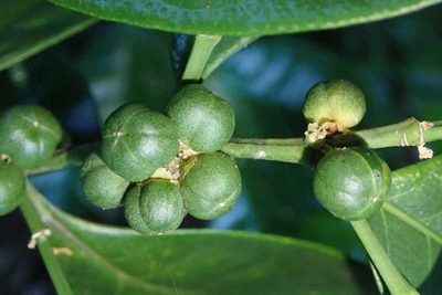 Suregada zanzibariensis, photographed by Andrew Deacon