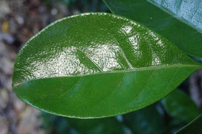 Suregada zanzibariensis, photographed by Andrew Deacon