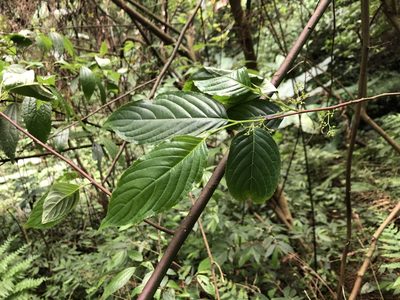 Perrottetia arisanensis, photographed by Cheng-Tao Lin