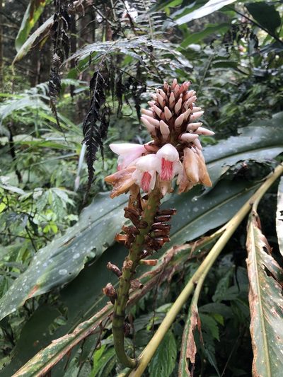 Alpinia shimadae, photographed by Cheng-Tao Lin