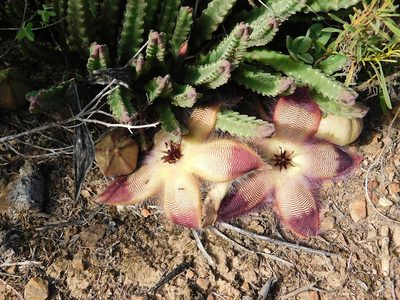 Stapelia hirsuta, photographed by Klaus Wehrlin