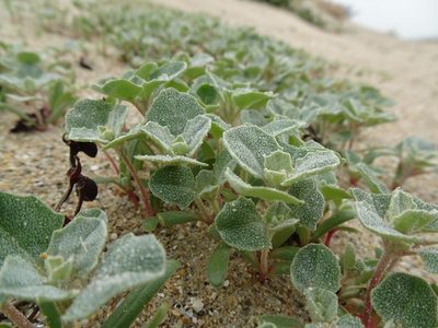 Atriplex laciniata, photographed by Robert H. Wardell
