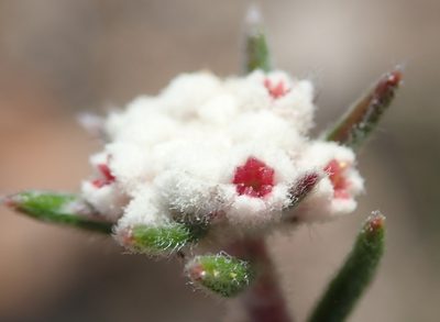 Phylica karroica, photographed by Nicola van Berkel