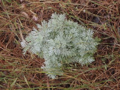 Artemisia arborescens, photographed by Daniel Cahen