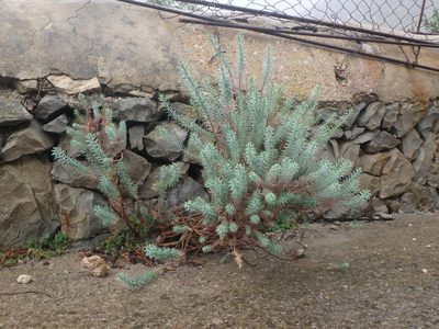Euphorbia pithyusa, photographed by Daniel Cahen