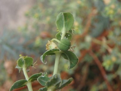Euphorbia pithyusa, photographed by Daniel Cahen