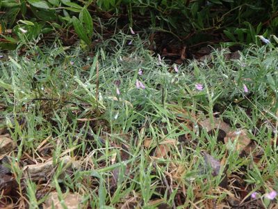 Vicia parviflora, photographed by Daniel Cahen
