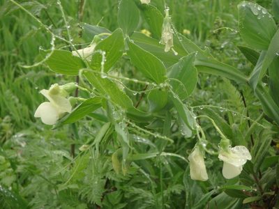 Lathyrus ochrus, photographed by Daniel Cahen