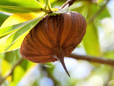 Pelliciera rhizophorae, photographed by amantedarmanin