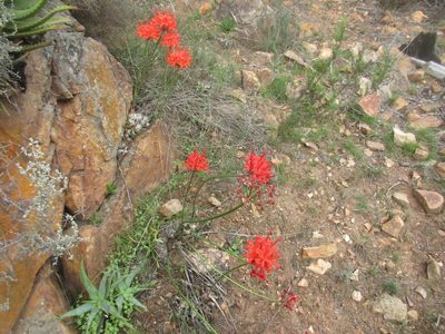 Nerine sarniensis, photographed by Paul Hoekman