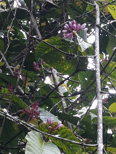 Palicourea lasiantha, photographed by Ileana Herrera