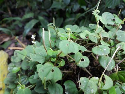 Peperomia serpens, photographed by Ileana Herrera