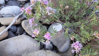 Astragalus vexilliflexus, photographed by tonyblake