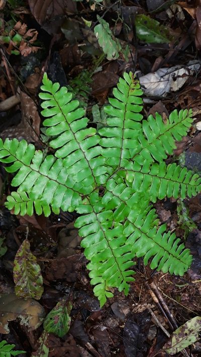 Adiantum humile, photographed by Ileana Herrera