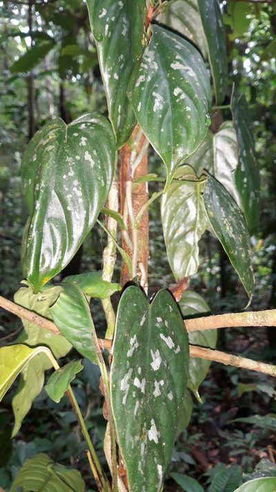 Philodendron brandtianum, photographed by Ileana Herrera