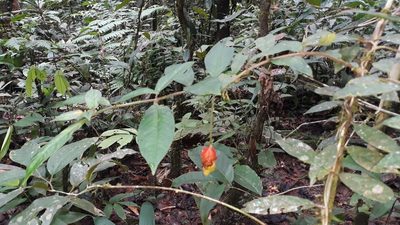 Drymonia coccinea, photographed by Ileana Herrera