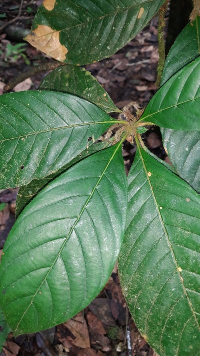 Duroia hirsuta, photographed by Ileana Herrera