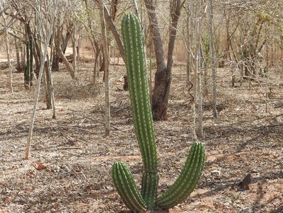 Stenocereus martinezii, photographed by Francisco Farriols Sarabia