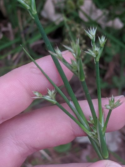 Juncus validus, photographed by Eric Knight