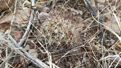 Coryphantha delaetiana, photographed by Alejandro Sigala Chávez