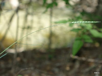 Lepturus repens, photographed by Romer N. Rabarijaona