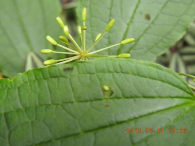 Smilax riparia, photographed by fagushayata