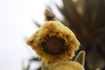 Espeletia lopezii, photographed by Andrés Ramírez-Barrera