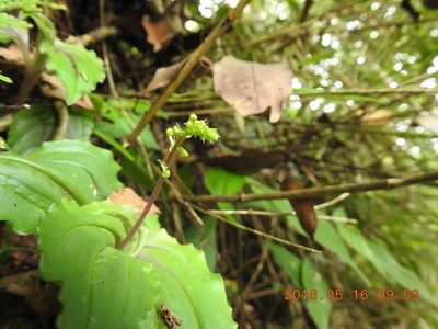 Crepidium matsudae, photographed by fagushayata
