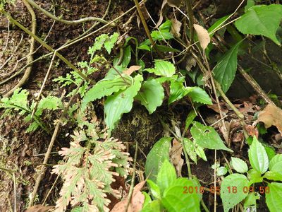 Crepidium matsudae, photographed by fagushayata