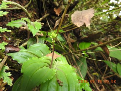 Crepidium matsudae, photographed by fagushayata